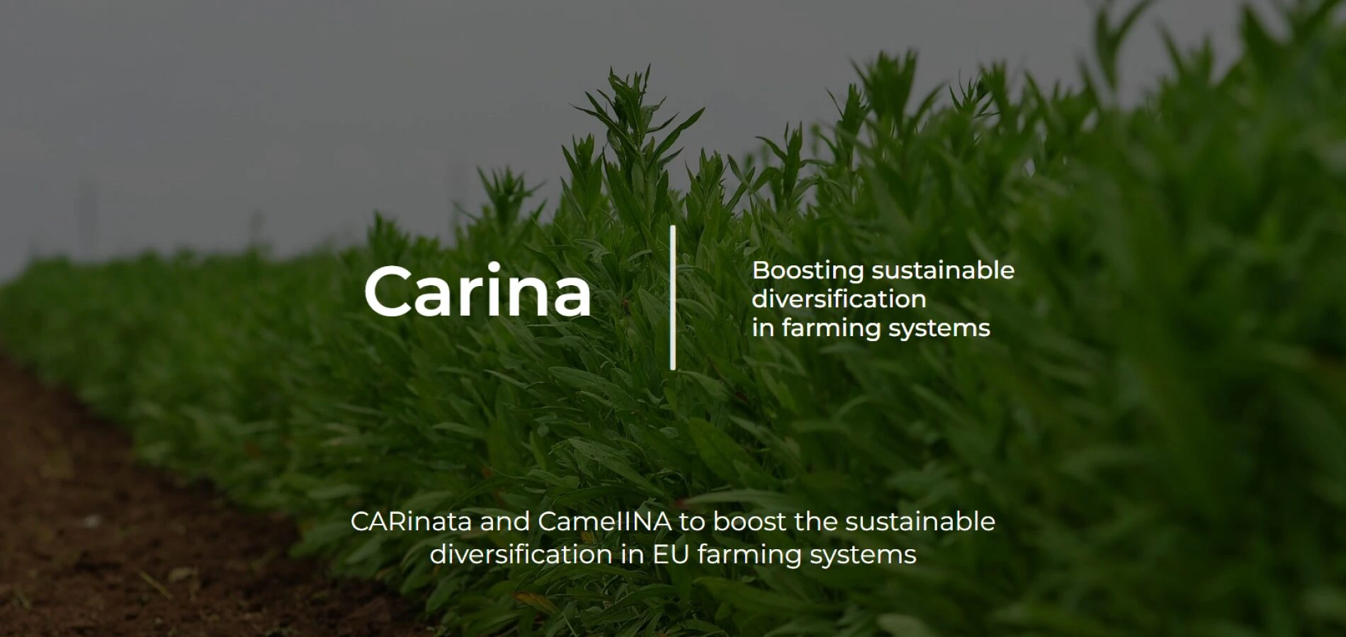 Carina project